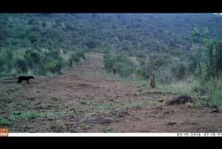 Первые кадры с черным леопардом за 100 лет (видео)