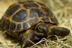 Черепаха ограбила кота и рассмешила Сеть (видео)