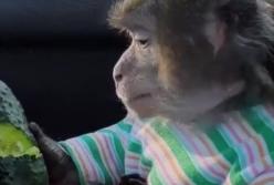 В Сети смеются над обезьяной, которая ест огурец в машине (видео)