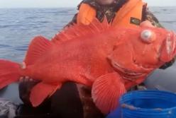 Животные, которым не грозит смерть: они практически не умирают (видео)