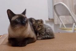 Маленький котенок безуспешно пытается поиграть со взрослым (видео)