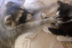 Енот: "Дайте мне кота, он грязный!" (видео)