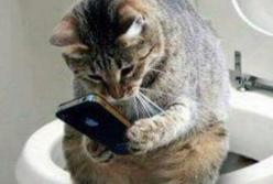 Как приучить кота к унитазу (видео)