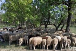 В Одесской области мужчина похитил 200 овец и коз (видео)