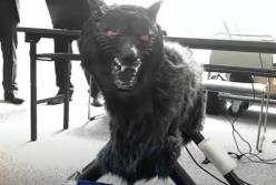 В Японии роботы-волки отпугивают хищников (видео)