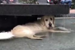 Собаки показывают, как перенести эту невыносимую жару (видео)