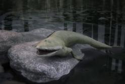 В Канаде обнаружили странную рыбу с "руками" (видео)