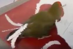"Я красавчик!" Попугай делает себе искусственный хвост из бумаги (видео)