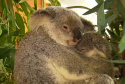 Конкурс красоты для коал: 8-месячная Таллоу победила 70 участников конкурса (видео)