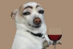 10 самых умных собак: они быстро выучат любую команду  (видео)