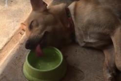 Ленивый пес пьет воду лежа (видео)