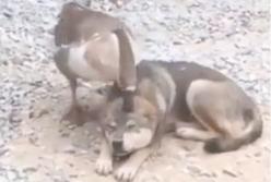 Гусь делает массаж собаке: пес балдеет (видео)