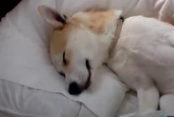 Самая мертвая собака в мире: вот это прикол! (видео)