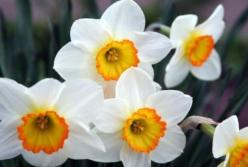 Необычайная красота: расцвела единственная долина нарциссов в Украине (видео)