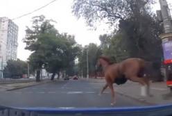 Коня на скаку остановят: одесские полицейские отличились (видео)