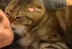 В Сети смеются над котом, который от любви кусает хозяйку (видео)