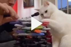 Кот одной левой испортил творение хозяина (видео)