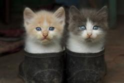 Такого никто не ждал: кот ползает по стене (видео)