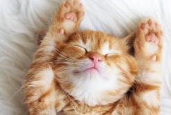 Как выспаться за 6 часов: оставайся бодрым (видео)