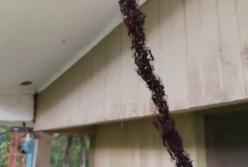 ШОКИРУЮЩЕЕ видео: муравьи атакуют осиное гнездо