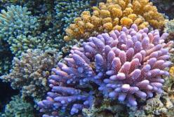 Израильские ученые сделали открытые о коралловых рифах Красного моря (видео)