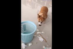 Провинившиеся Корги избежал наказания, спрятавшись в своей клетке (видео) 