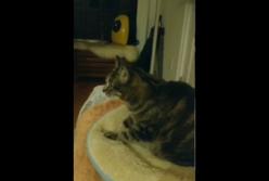 Котик переживает при просмотре "Игры Престолов" как человек (видео)