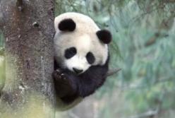 Ученым впервые удалось снять на видео игры панд в дикой природе (видео)