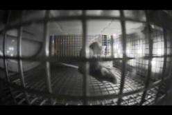 Ученые показали, как ведут себя мыши в невесомости (видео)