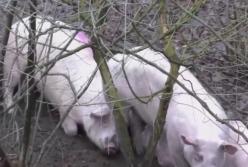 Масштабная авария: погибли 3-ое людей и 180 свиней (видео)