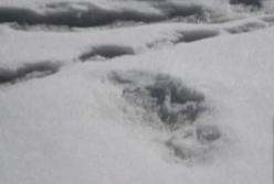 ​Снежный человек существует: в Гималайских горах нашли отпечаток его ноги длинною в 81 см (видео)