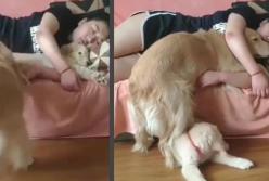 Ревнивый пес выгнал младшего брата из объятий хозяйки (видео)