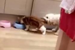Пес за хвост оттягивает кота от своей миски (видео)