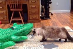 Реакция кота, который испугался надувного крокодила (видео)