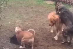Собаки, пытавшиеся закопать своего соседа, рассмешили Сеть (видео)