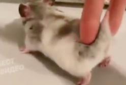  Хомяк балдеет, когда ему массажируют спинку (видео)