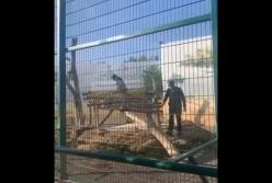 В Одессе мужчина забрался в вольер ко львам (видео)