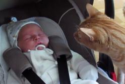 Коты впервые знакомятся с младенцами (видео)