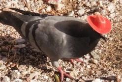 В Лас-Вегасе завелись голуби в ковбойских шляпах (видео)