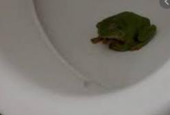 Лягушка внезапно выпрыгнула из унитаза, когда ее хотели просто смыть (видео)