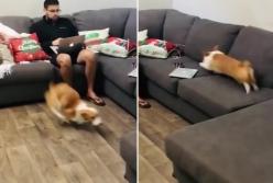 Неугомонный пес, наматывающий круги вокруг своего хозяина, рассмешил Сеть (видео)