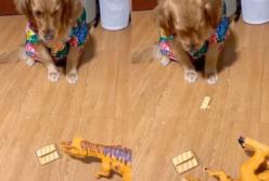 Хозяин наглядно продемонстрировал псу вред сладостей (видео)