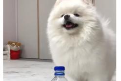 Самый милый пес принял участие в челендже с бутылкой (видео)