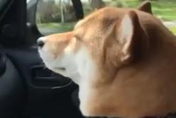 Сеть насмешила реакция пса на любимую песню (видео)