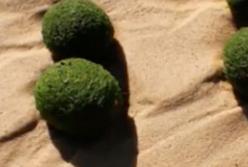 Яйца инопланетян? Очень странные вещи, найденные на берегу (видео)