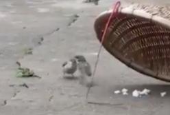 Влюбленный воробей кормит из клюва свою пугливую подругу: себе ни крошки! (видео)