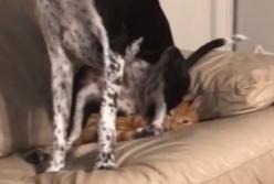 Пес сел на кота, будто того не существует (видео)