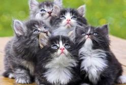 Атака голодных котят: они ползут по ногам, как пауки (видео)