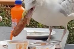 В Британии чайка проглотила сосиску целиком (видео)