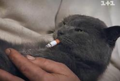 Шокирующее видео: Василий Кит научил котов курить 
